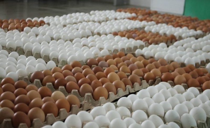 Российское правительство поддержало обнуление пошлин на поставки импортных яиц