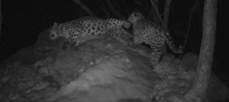 В приморской «Земле леопарда» камера сняла процесс воспитания мамой юного леопарда