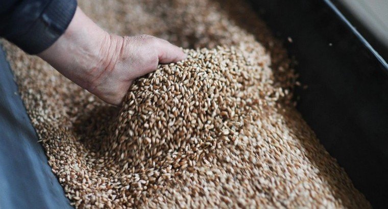В РФ в текущем году рекордный урожай - более 150 млн. тонн зерна