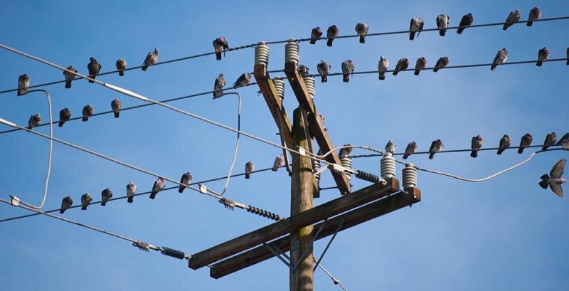 ВОЛГОГРАД. Волгоградские энергетики подготовили ЛЭП к массовому перелету птиц, установив около 800 птицезащитных устройств