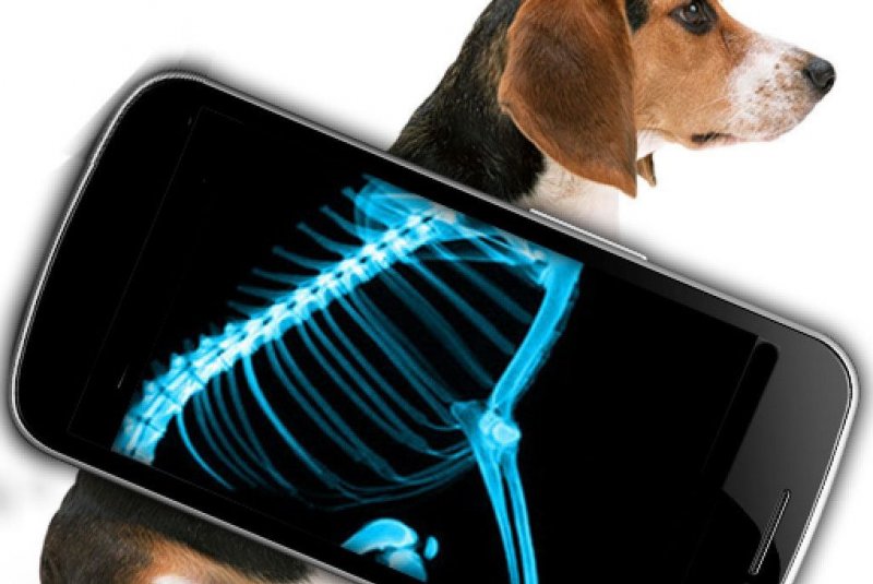 5 причин сделать рентген собаке