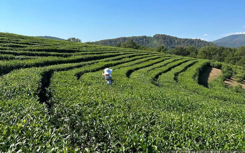 Чайные плантации в Сочи посетило рекордное число туристов