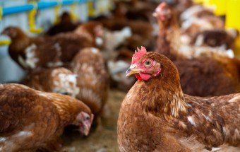 ДАГЕСТАН. Дагестан увеличит субсидирование птицеводческих хозяйств