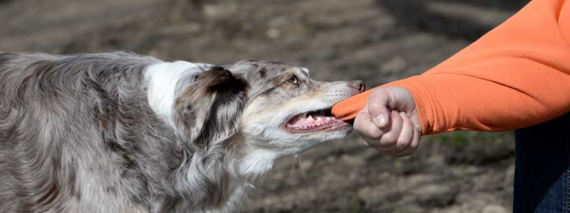 Инфекционист Серебрякова: Укус домашней собаки может привести к сепсису и бешенству
