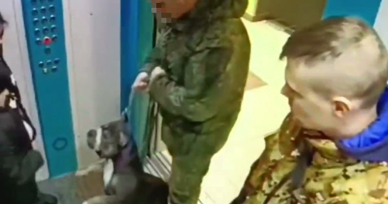 КРАСНОДАР. В Краснодаре собака бойцовской породы напала на 4-летнего ребенка в лифте жилого дома