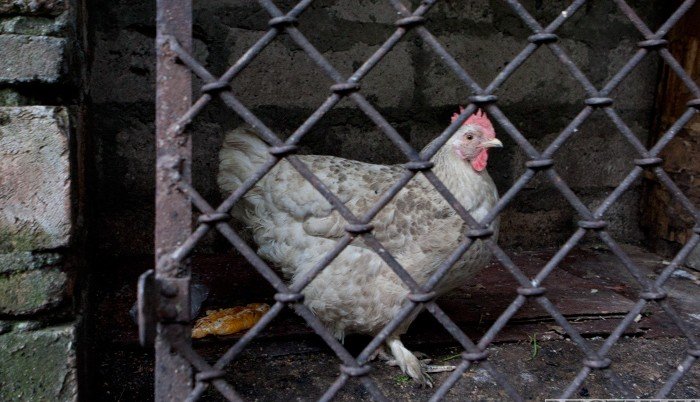 Птичий грипп угрожает поднять цены на яйца на Ставрополье
