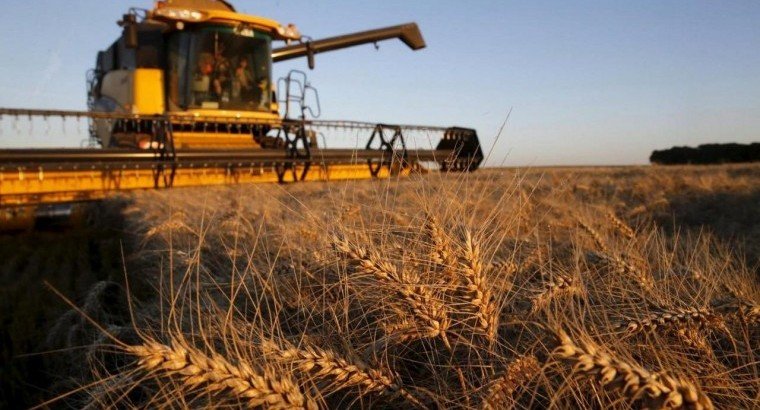Статистика:  Российская Федерация в 2023 году собрала 143 млн тонн зерна