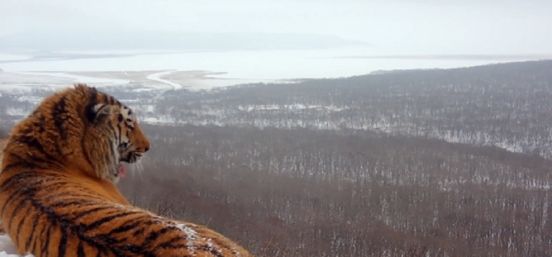 Ученые получили первые кадры с амурским тигром на фоне столицы Приморья