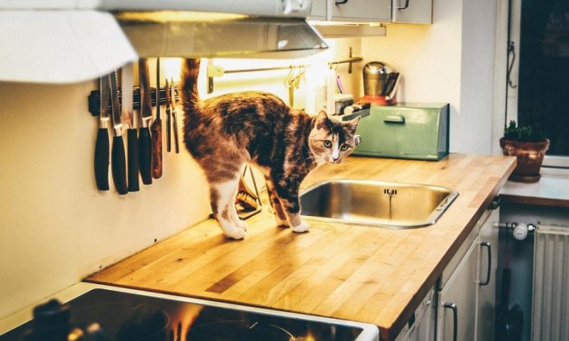 В Уфе  голодные кошек устроили в многоэтажке пожар