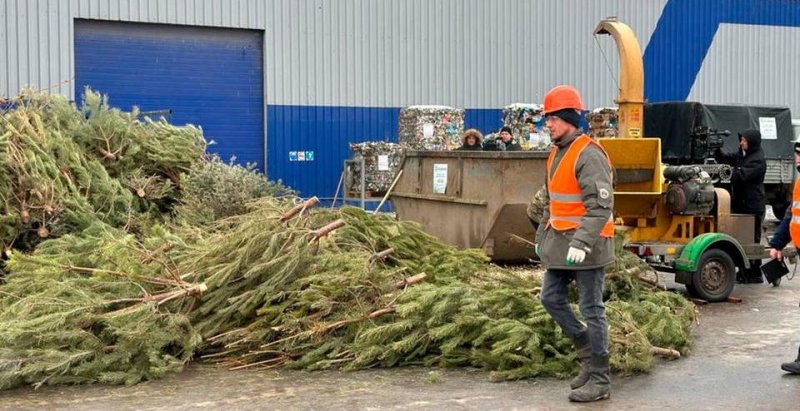 ВОЛГОГРАД. В Волгоградской области в рамках акции «Елки-щепки» 2000 новогодних деревьев измельчили в щепу