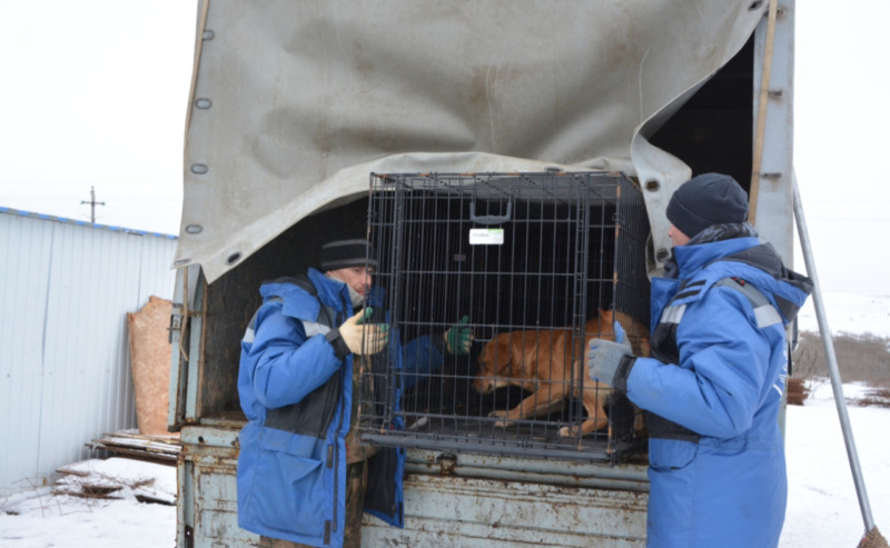 АСТРАХАНЬ. Стало известно, сколько бродячих псов в Астрахани будет отловлено в 2024 году