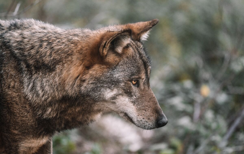 Биологи из США выявили устойчивость к раку у чернобыльских волков