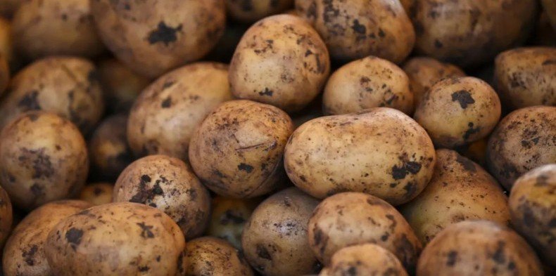 ГРУЗИЯ. Грузия сообщила о возврате России более 20 тонн некачественного картофеля