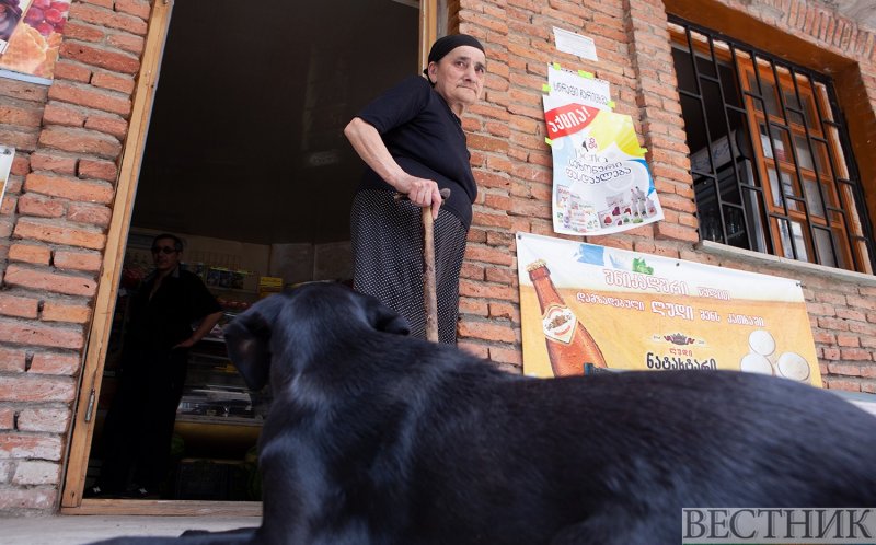 ГРУЗИЯ. Проблему бездомных собак и кошек будут решать гуманно в Тбилиси