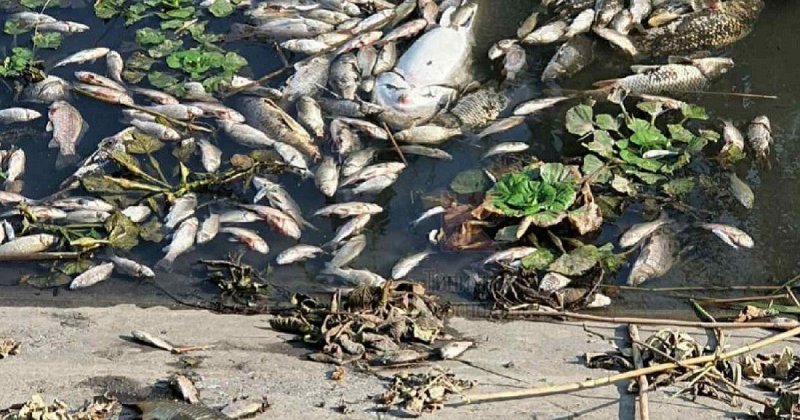 КРАСНОДАР. Россельхознадзор проверил качество воды в Карасунских озерах Краснодара в связи с массовым мором рыбы