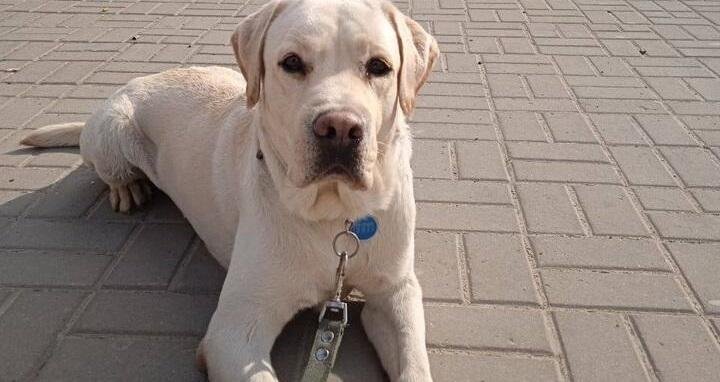 КРАСНОДАР. Слабовидящая жительница Краснодара лишилась собаки-поводыря из-за своей агрессии