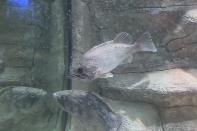 КРЫМ. Алуштинский аквариум объявил вознаграждение за поимку средиземноморского групера в Черном мое