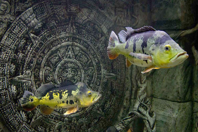СЕВАСТОПОЛЬ. Севастопольский аквариум, пострадавший во время шторма, опять ждет гостей