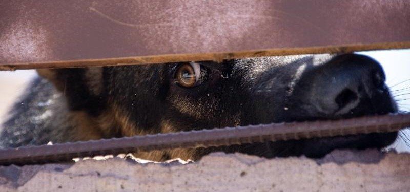 В Азовском районе Ростовской области ввели карантин из-за бешенства дворовой собаки