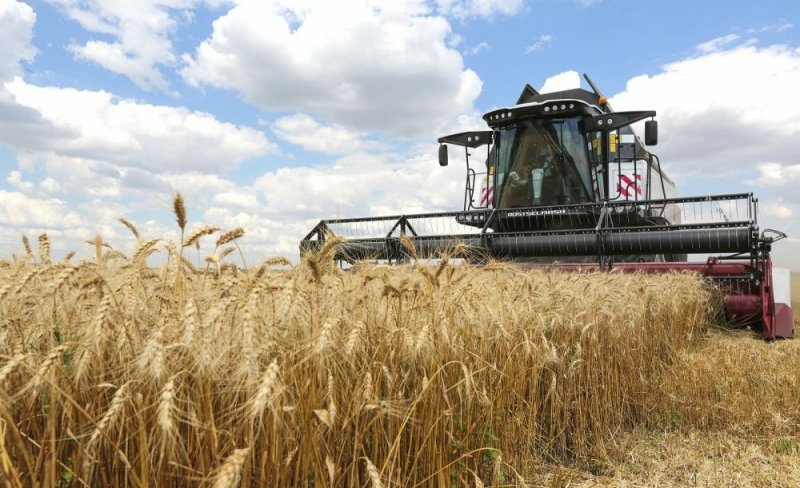 В Тимирязевской академии  вывели новый сорт пшеницы с фиолетовым зерном