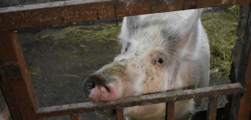 ВОЛГОГРАД. В домохозяйстве города Суровикино Волгоградской области обнаружена вспышка африканской чумы свиней
