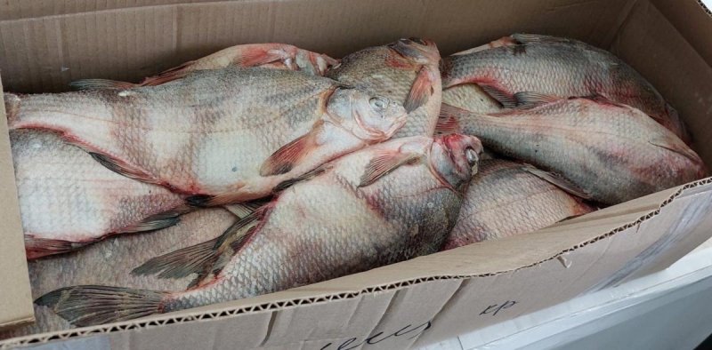 ВОЛГОГРАД. В Волгоградской области Россельхознадзор приостановил вывоз в Казахстан крупной партии рыбы