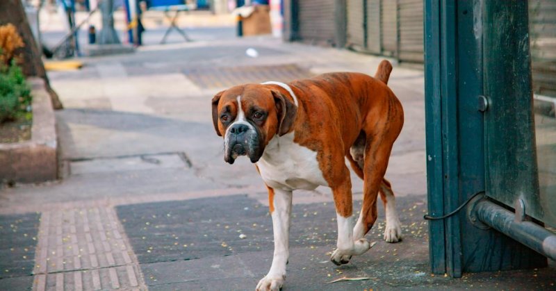 ВОЛГОГРАД. В Волгоградской области владельцев домашних собак начали штрафовать самовыгул животных