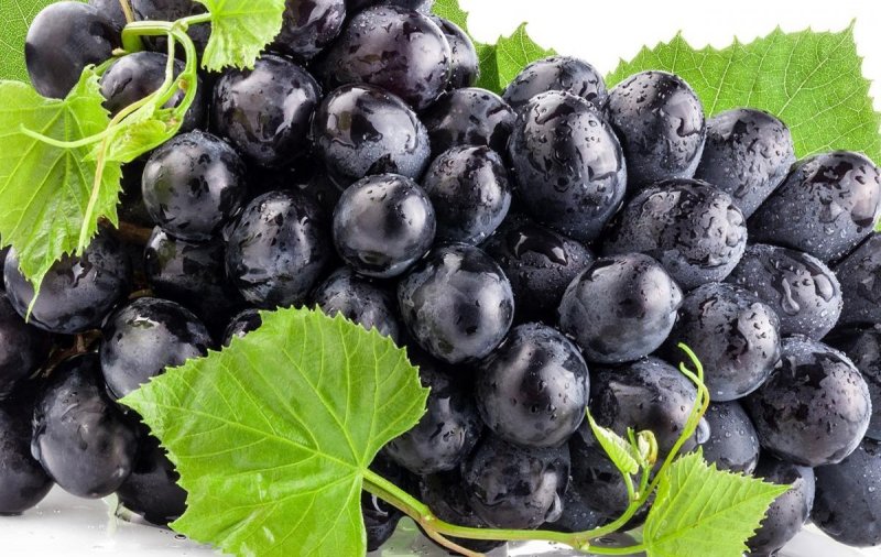 Врач Малышева: Чёрный виноград улучшает остроту зрения