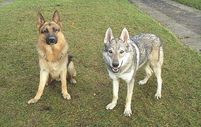 Зоолог Тирронен выявил в Карелии гибридов волка и собаки