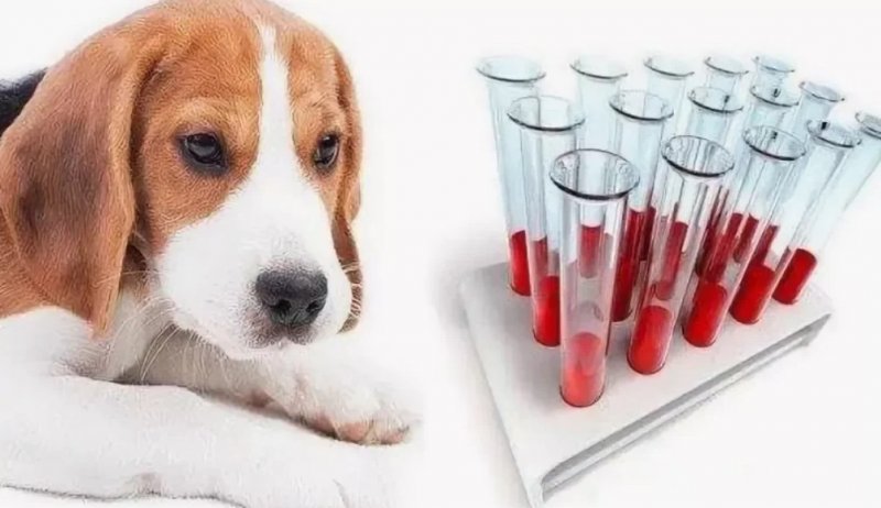 Важность анализов крови для собак: ключевые аспекты и преимущества