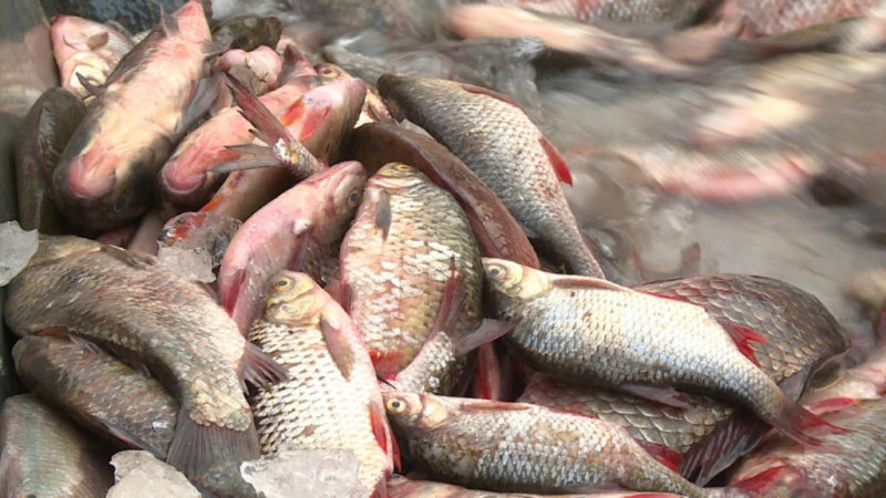 АСТРАХАНЬ. В Астрахани на ярмарке всего за несколько часов был поставлен рекорд по продажам рыбы