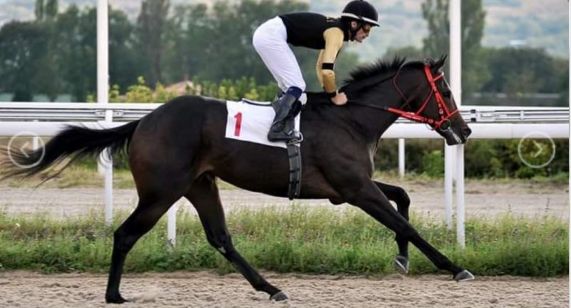 ЧЕЧНЯ. Конь Главы ЧР  Р. Кадырова победил  в скачках мирового уровня Dubai Golden Shaheen