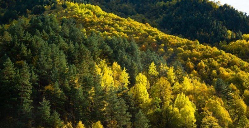 ЧЕЧНЯ. Республика показала высокий рост доходов от использования лесов