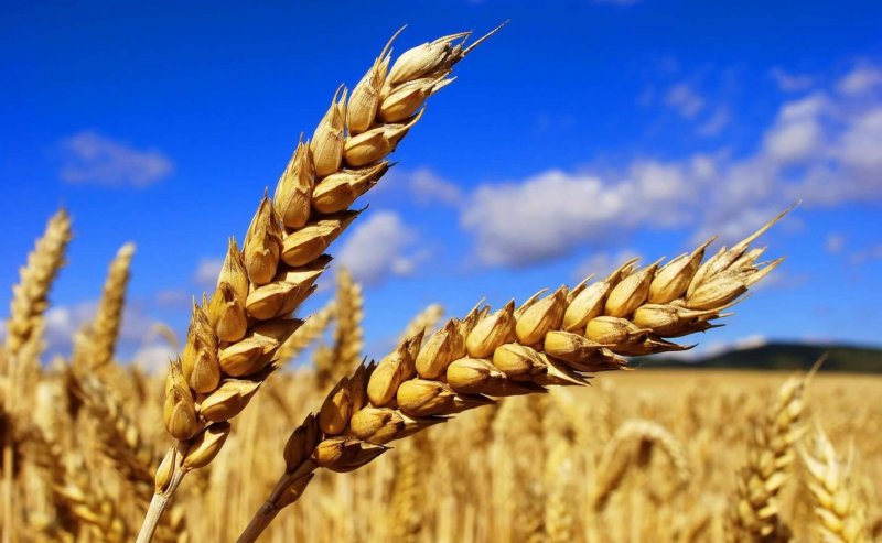ЧЕЧНЯ. В регионе прогнозируют урожай озимых на уровне более 520 тыс. тонн