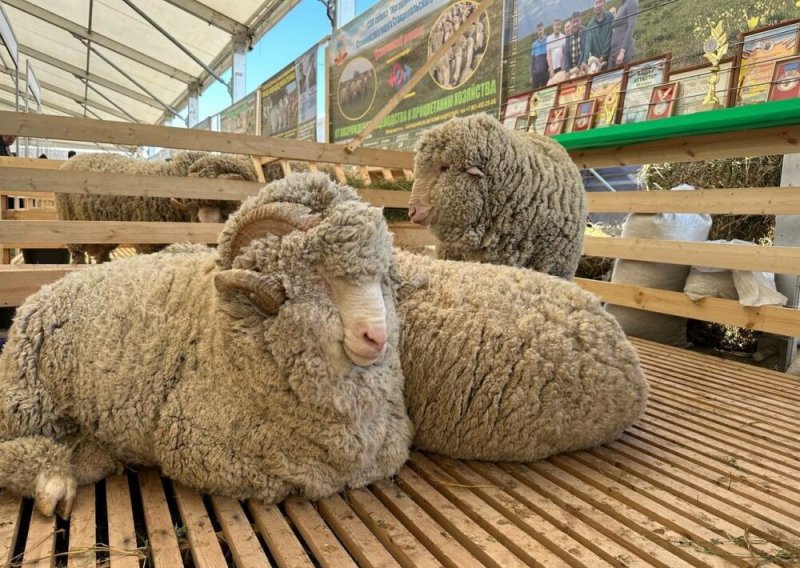 ДАГЕСТАН. 23 - 25 мая в  Каспийске пройдет выставка племенных овец и коз