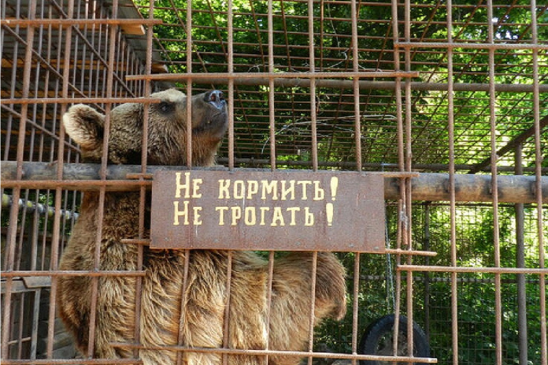 ДАГЕСТАН. В Дагестане по требованию прокуратуры закрыли зоопарк «Лесная усадьба»