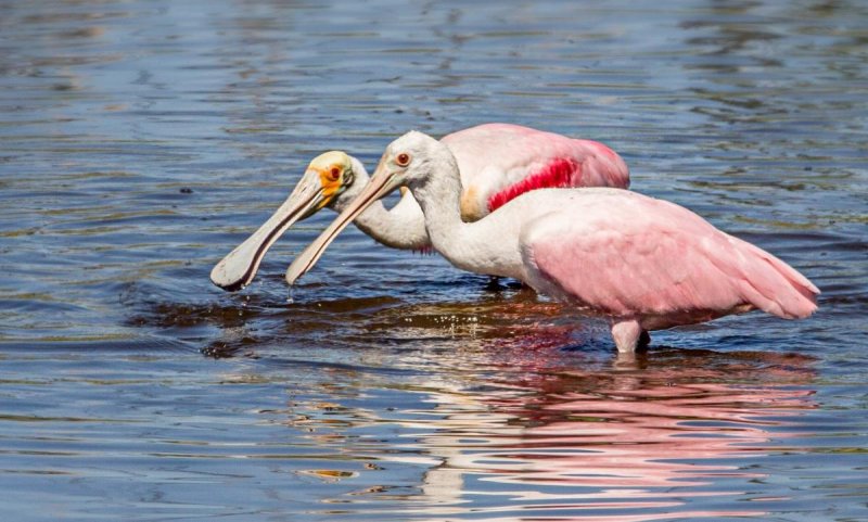 КРАСНОДАР. Краснокнижные розовые пеликаны поселились на Кубани в природном парке «Анапская пересыпь»