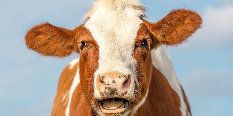 КРАСНОДАР. На Кубани собрали стадо коров, дающих молоко, которое всегда хорошо усваивается