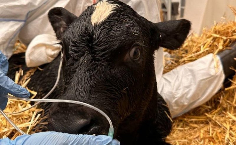 КРАСНОДАР. В биотехнологической лаборатории «Альтраген» Краснодарского края впервые клонировали корову