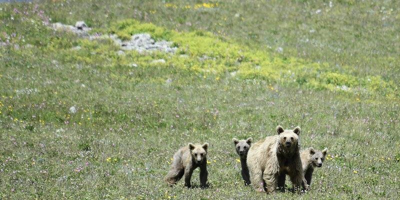 КРАСНОДАР. Зоолог предупредил сочинцев и курортников о просыпающихся в горах медведях