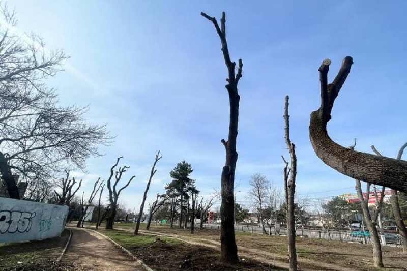 КРЫМ. Глубокая обрезка деревьев в парке Симферополя отразилась на карьере чиновников