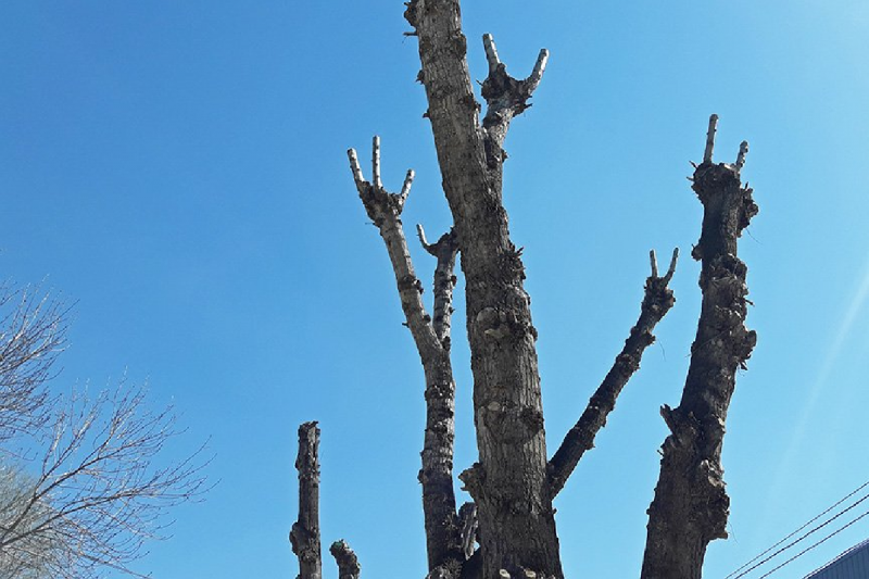 КРЫМ. После жалоб симферопольцев прокуратура проверить законность глубокой обрезки деревьев