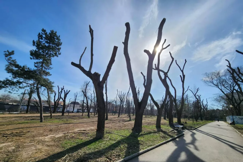КРЫМ. Прокуратура вынесла предостережение мэру Симферополя из-за слишком глубокой обрезки деревьев