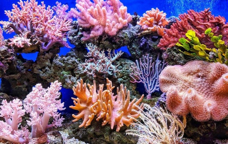 Поврежденный коралловый риф восстановился за 4 года при помощи стального каркаса