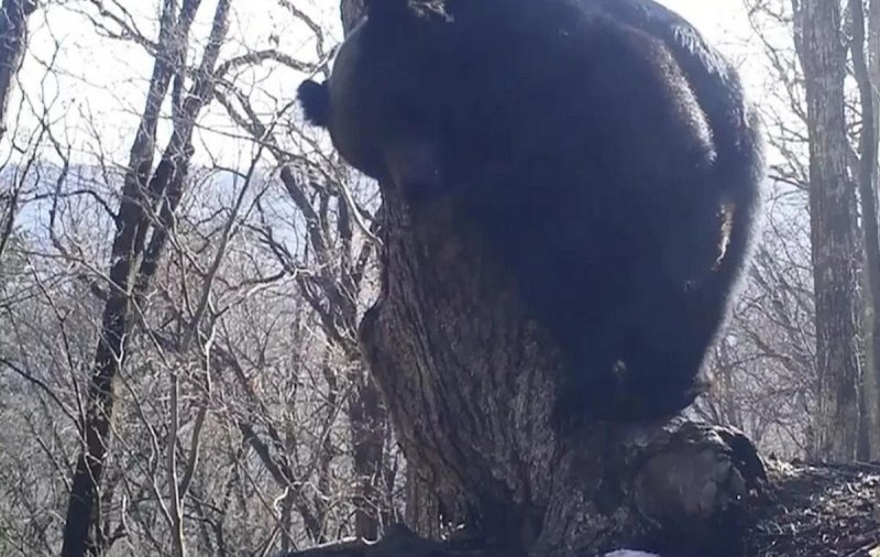 Приморский нацпарк показал первые весенние танцы проснувшихся медведей