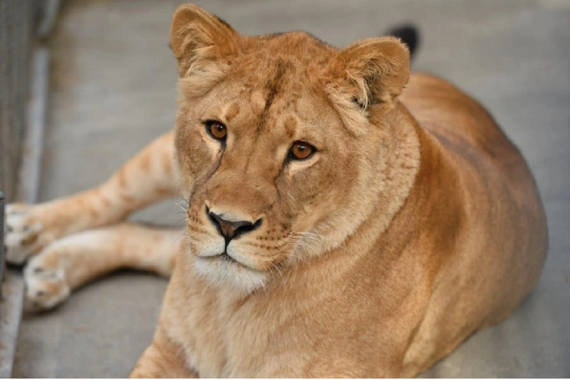 РОСТОВ. 9-летняя львица Олесия умерла в Ростовском зоопарке