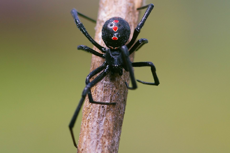 РОСТОВ. Зоолог Тихонов рассказал жителям Ростовской области, где можно встретить паука каракурта