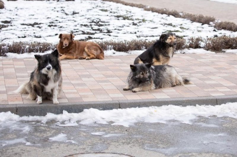 СТАВРОПОЛЬЕ. На Ставрополье появятся приюты для бездомных животных