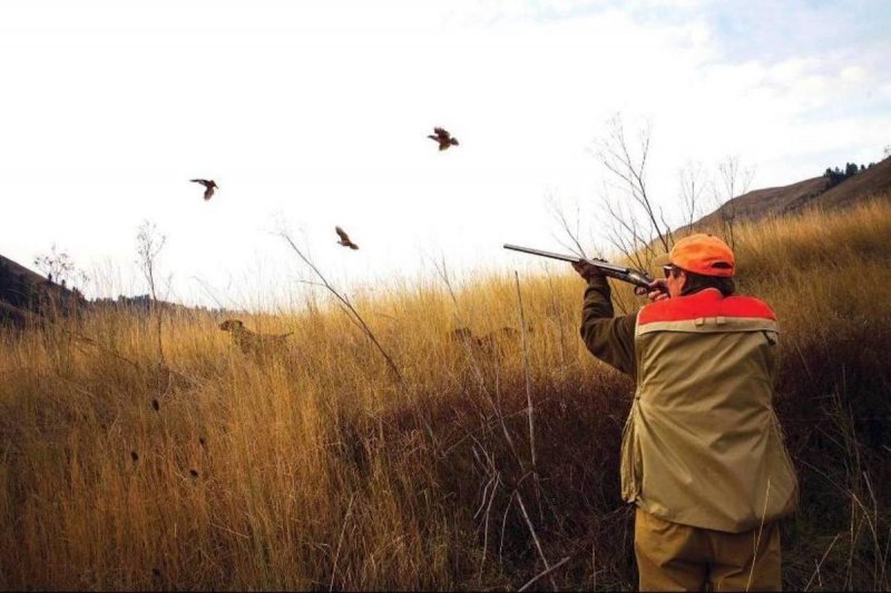 СТАВРОПОЛЬЕ. В Ставропольском крае запретили весеннюю охоту на птиц