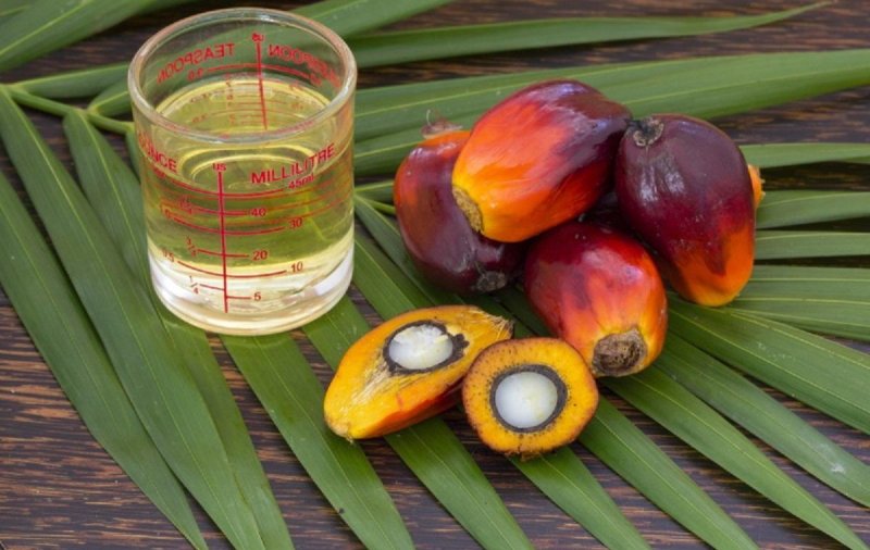 Ученые нашли связь между пальмовым маслом и раковыми метастазами